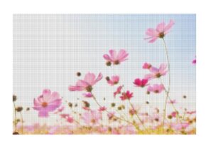 画質の悪い花畑の画像