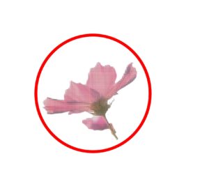 画質の悪い花畑の画像