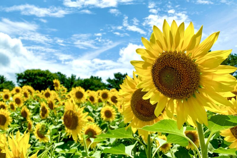 夏の日差しが照り付けるひまわり畑の画像